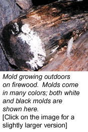 Mold Growing Outdoors on Firewood